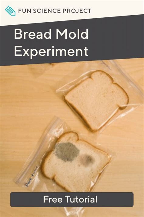 Bread Mold Experiment | Activity | Education.com | Experiments, Easy science, Education.com