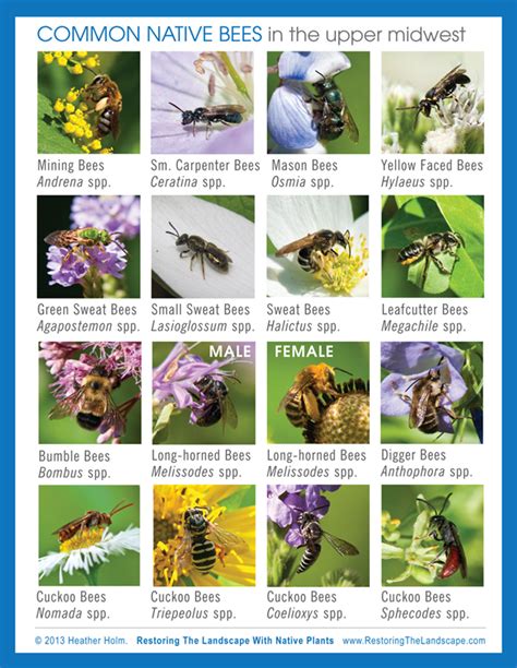 Restoring The Landscape With Native Plants: Plan Now for Spring Pollinators