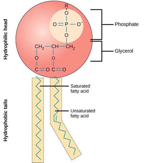 Phospholipid Molecule Diagram