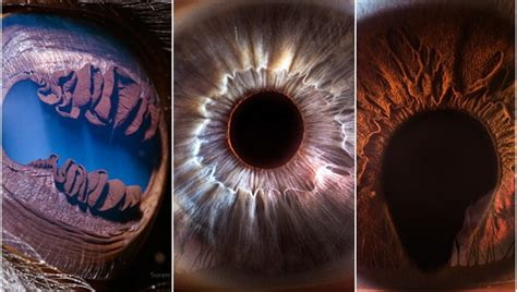 Suren Manvelyan: The Person Behind ‘Your Beautiful Eyes’ Extreme Macro ...