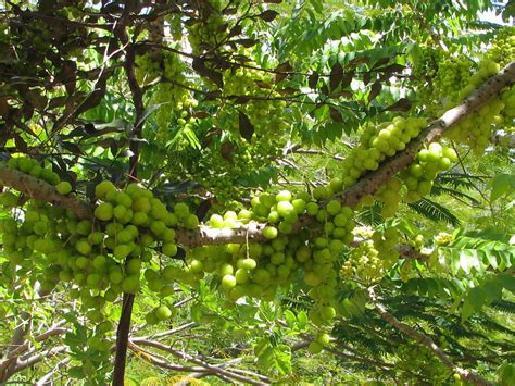 Free Images : Aguadilla, puerto rico, Grosellas, gooseberries 3264x2448 - Tonyrod10 - 1468371 ...