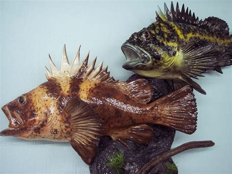 Download Quillback Rockfish Specimens Wallpaper | Wallpapers.com