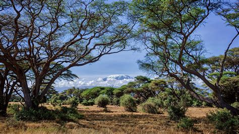 A snow-covered Mount Kilimanjaro as seen through acacia trees, Amboseli ...