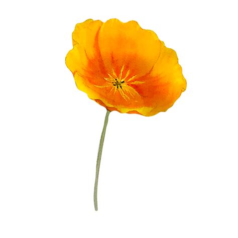 Watercolor orange california poppy 12222210 PNG