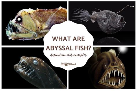 Poster Abyssal Fish | ubicaciondepersonas.cdmx.gob.mx