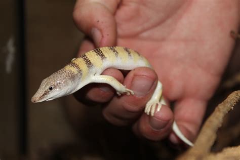 Sandfish Skink Other Skink by Land to Sea Exotics - MorphMarket