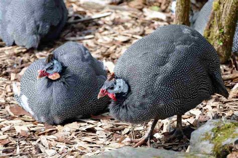 Guinea Fowl Farming - Brooding, Rearing, Feeding | Agri Farming