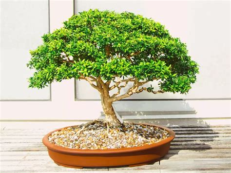 Top 5 Bonsai Trees & Plants for your Home Décor - Latest Home & Garden