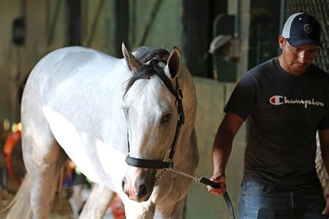 White Abarrio Looking To Make A Statement In Saturday's $1 Million TVG ...