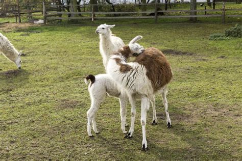 A Large Brown Llama Feeds Milk To a Small White Llama and Scratches Its Back. Stock Photo ...