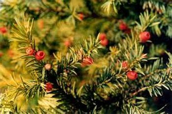 Himalayan Yew - Historical Herb for Modern Cancer Treatment | The OK Travel