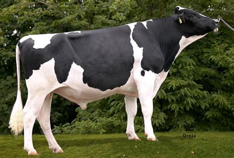 ASCOL - HOLSTEIN GENETICS | Holstein bull, Holstein, Cattle