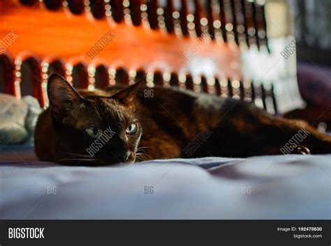 Close Animal Brown Cat Image & Photo (Free Trial) | Bigstock