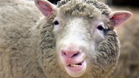 New research says Dolly the Sheep didn't die from health issues caused ...