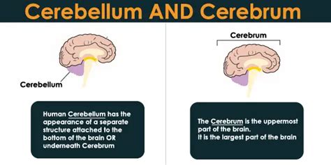 Difference Between Cerebellum and Cerebrum Explained Interestingly – 24 Hours Of Biology