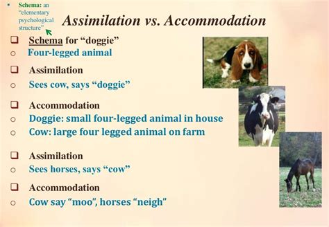 Assimilation vs accommodation-final