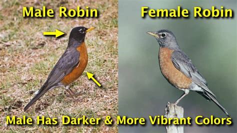 Robin Nesting Habits: How to Find Nests & 5 Nest Behaviors To Observe