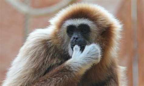 Remains Of New Gibbon Species Found In Ancient Chinese Tomb