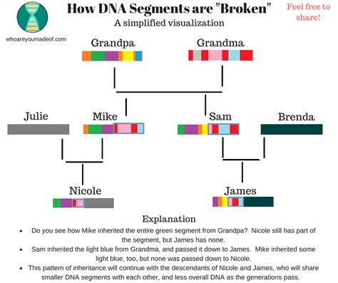 Beginner's Guide to Shared Centimorgans - Who are You Made Of? Ancestry ...