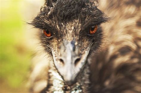 Angry emu stock photo. Image of side, close, angry, glare - 39999432