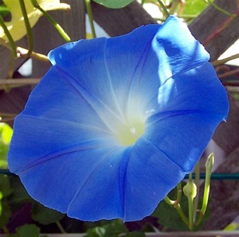 Heavenly Blue Morning Glory Seeds - 2 grams - Hirt's Gardens