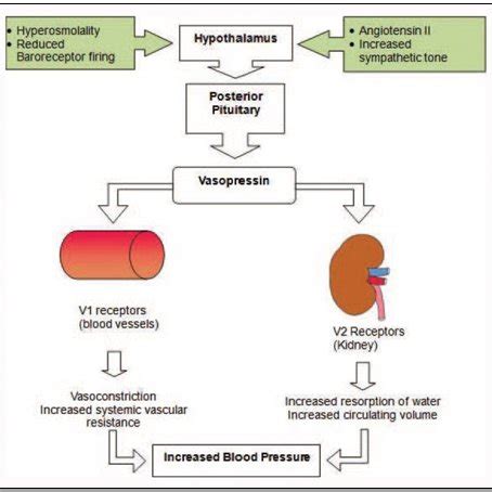 Mechanism of action of epinephrine | Download Scientific Diagram