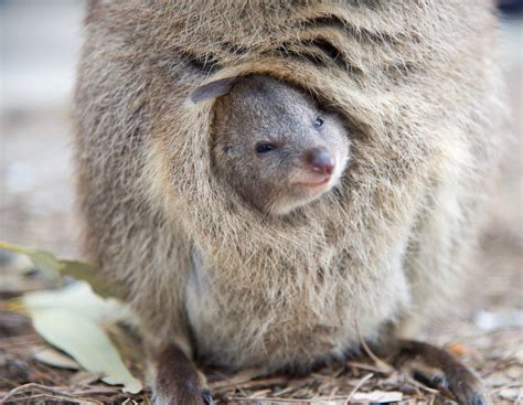 Il quokka: dove vive e cosa mangia l'animale più felice al mondo | Ohga!