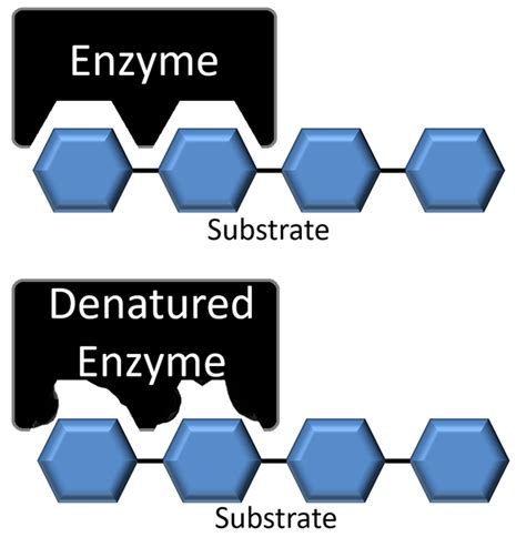 Enzyme - Key Stage Wiki