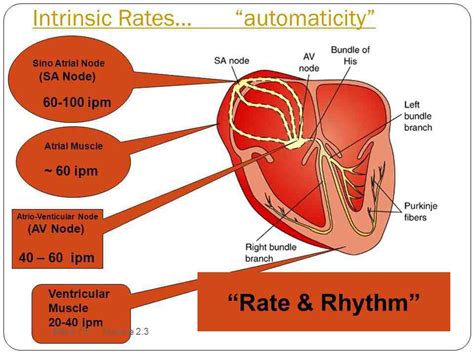 Intrinsic rates of electrical system of heart: SA node, AV node Paramedic School, Emt, Heart ...