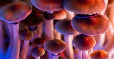 Psychedelic Mushrooms' Side Effects in the Long Term