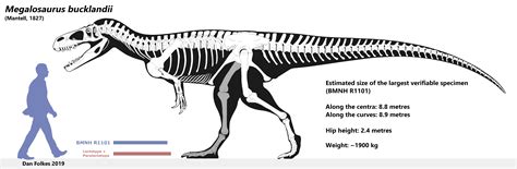 Megalosaurus bucklandii | The World of Animals