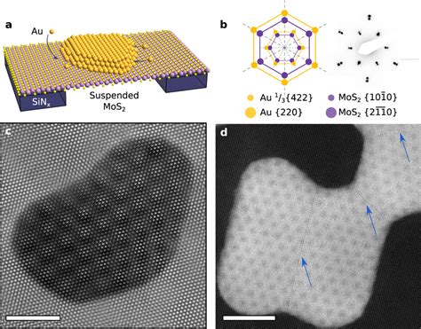 HRTEM and STEM demonstrating epitaxial MoS2/Au{111} moiré a Schematic... | Download Scientific ...