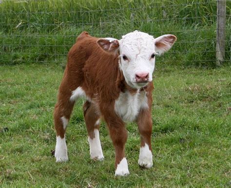 2454 best Moo cows images on Pinterest | Baby cows, Cow and Cattle