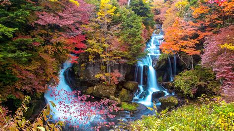 Japan 2021 autumn leaves forecast: when and where to see the best foliage