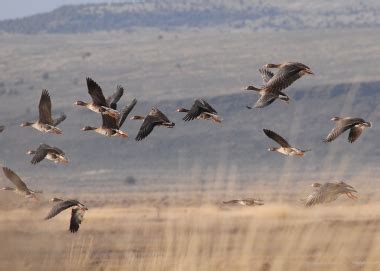 21-22 Summer Lake game bird harvest summaries | Oregon Department of Fish & Wildlife