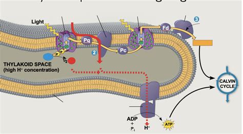Thylakoid Space Diagram | Quizlet