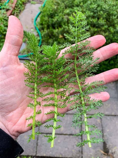 Foraging Yarrow: Identification, Look-alikes, and Uses