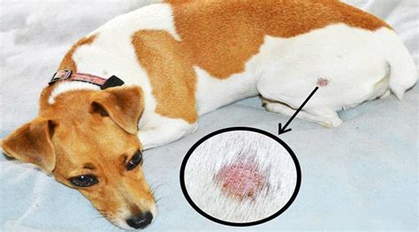Can Ringworm Go Away On Its Own In Dogs