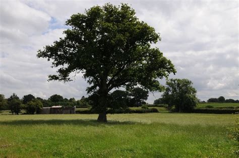 Oak tree in a field © Philip Halling cc-by-sa/2.0 :: Geograph Britain and Ireland