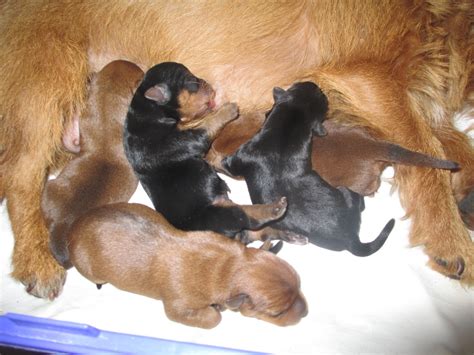 Aussie Terrier Puppies - Barnabas Farm