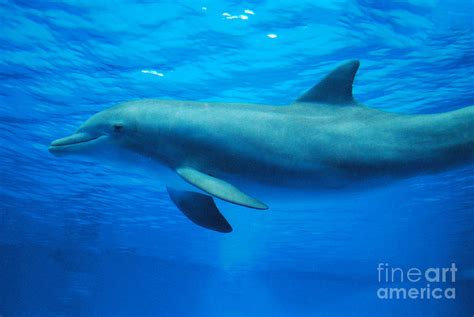 Dolphin Swimming Underwater Photograph by DejaVu Designs - Fine Art America