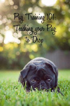 110 Pug Training Tips ideas | pug training, pugs, pug life