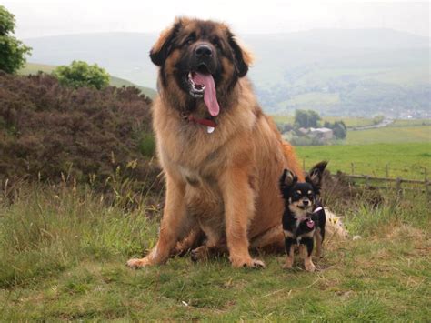 5 Hottest Facts About Giant Leonberger Dog “The New Lion” – Pouted Online Lifestyle Magazine