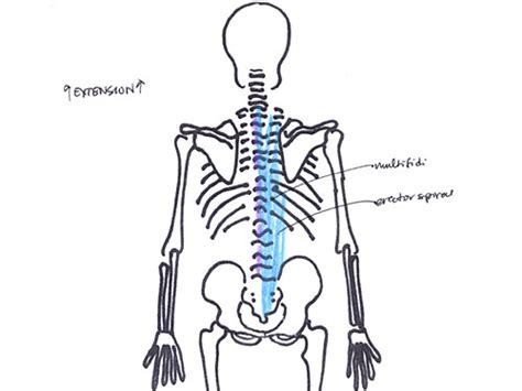 alla Poppy: Movement and Muscles at the Trunk extension