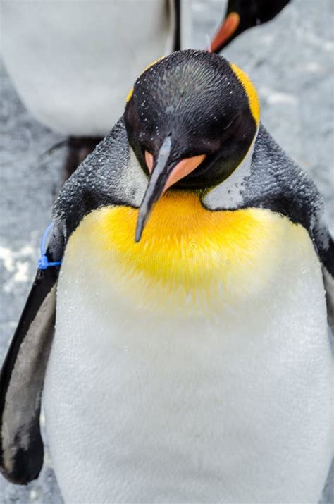 Penguins at Asahiyama Zoo. stock photo. Image of animal - 99611764