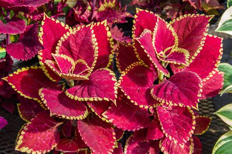 Coleus plants featuring annual, coleus, and colorful | Nature Stock Photos ~ Creative Market