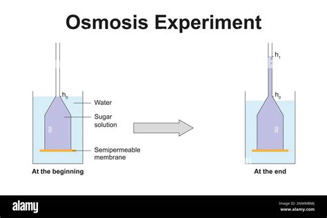 Osmosis Experiment