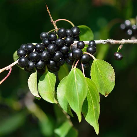 What to Know About Buckthorn | The Family Handyman