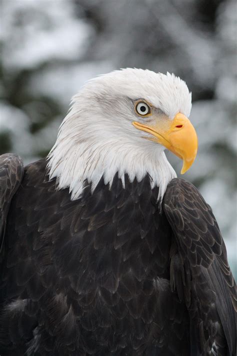 Rain (Bald Eagle) – Alaska Raptor Center