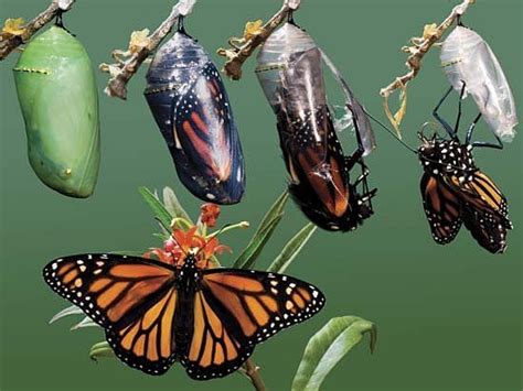 Caterpillars "Melt" Almost Completely Before Growing Into Butterflies ...